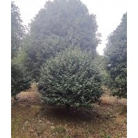 供應(yīng)精品丹桂金桂八月桂四季桂300-500冠幅