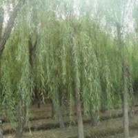 山東8公分，10公分12公分垂柳價格，垂柳產(chǎn)地