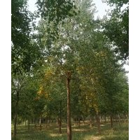 10--13公分精品烏桕