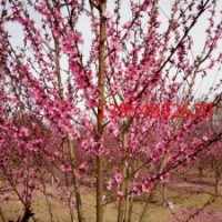 泰安碧桃、泰安觀賞碧桃、泰安桃花、泰安觀賞桃樹