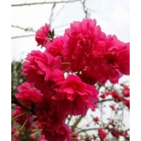 哪里有正宗牡丹櫻（八重櫻） 最新1-10公分嫁接牡丹櫻價(jià)格