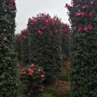 供應(yīng)丹桂金桂八月桂羽毛楓染井吉野櫻紅梅白梅雞爪槭紅楓垂絲海棠