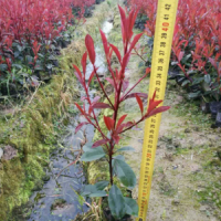 紅葉石楠小杯苗價格 浙江紅葉石楠大杯苗 小杯苗供應商