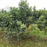 供應(yīng)四川成都香泡 基地批發(fā)價(jià)格 