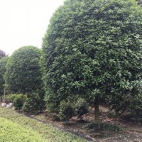 供應(yīng)四川成都桂花批發(fā) 金桂基地供應(yīng)