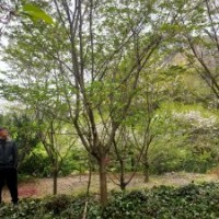 供應(yīng)叢生紫薇紅梅紅楓櫻花羽毛楓染井吉野櫻丹桂金桂八月桂