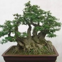 造型對節(jié)白蠟盆景北京大苗圃基地購樹木市排價(jià)