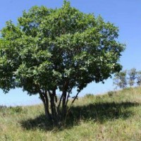 叢生蒙古櫟3-8條北京大苗圃基地購(gòu)樹(shù)木市排價(jià)