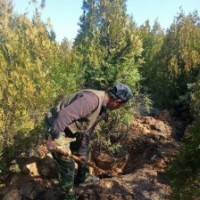 2米高側柏價格 3米高側柏價格