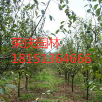 江蘇木瓜樹低價供應(yīng) 哪里有木瓜樹貨源？