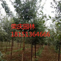 哪里有流蘇樹？ 低價供應(yīng)流蘇樹