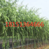 10公分青皮垂柳價格 青皮垂柳基地