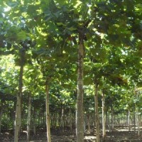 懸鈴木哪里有 ？ 低價供應(yīng)