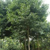 苗圃批發(fā)10公分15公分杜仲產地報價