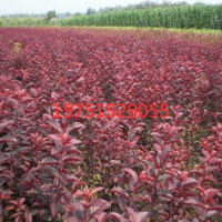 紅葉女貞哪里有基地 紅葉女貞江蘇貨源