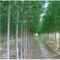 楊樹(shù)苗供應(yīng) 哪里有楊樹(shù)苗貨源？