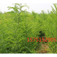 國(guó)槐哪里有貨源？ 江蘇直供國(guó)槐