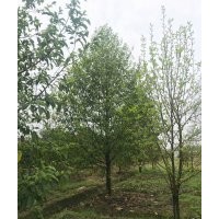 本場大量供應(yīng)8到15公分精品樂浙江嵊浙江嵊州袁氏花木園藝場：品