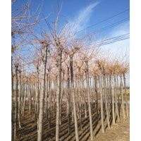 山東金枝金葉白蠟 金枝國槐的風(fēng)水 供應(yīng)商慶云茂達(dá)苗木