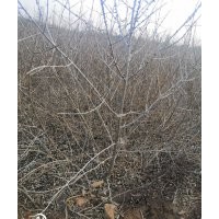 沙棘營養(yǎng)杯苗