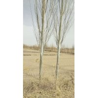 1-15公分新疆楊