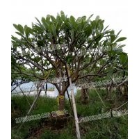 雞蛋花 現(xiàn)貨批發(fā) 基地自供 優(yōu)選精品