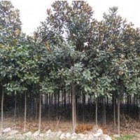 湖南廣玉蘭、精品廣玉蘭、全冠廣玉蘭、精品廣玉蘭