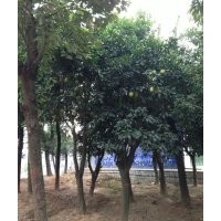 供應(yīng)柚子樹、湖南本地柚子樹