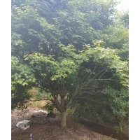 嵊州協(xié)燦苗木專業(yè)供羽毛楓桂花紅梅紅楓雞爪槭櫻花