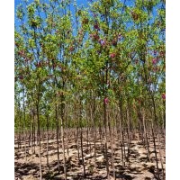 槐樹 國槐 香花槐 刺槐 洋槐 家槐