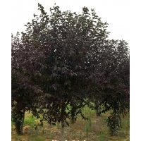 紫葉稠李6、7、8公分