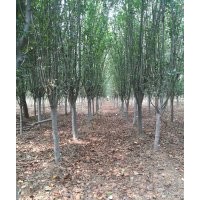 西府海棠5-12公分