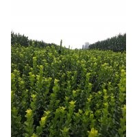 衛(wèi)茅 膠東衛(wèi)茅60-80