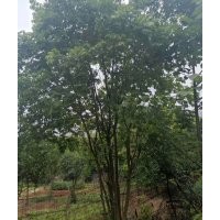 供應(yīng)各規(guī)格全冠無患子、叢生無患子