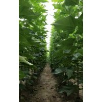 楸樹小苗海量供應(yīng)