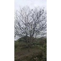 協(xié)燦苗木供應精品染井吉野櫻羽毛楓紅梅紅楓雞爪槭桂花