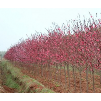 江蘇低價(jià)紅葉桃 低價(jià)批發(fā)