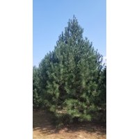 4米白皮松,5米白皮松,6米白皮松