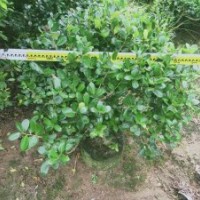 供應(yīng)80-120冠無刺枸骨球袋苗假植苗