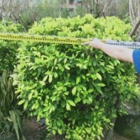 供應(yīng)80-180冠黃金榕球袋苗假植苗