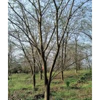 供應(yīng)羽毛楓染井吉野櫻丹桂金桂紅梅紅楓雞爪槭無患子青楓