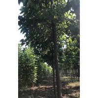 河南太康樹振楸樹種植專業(yè)合作社：大量出售各種規(guī)格的，楸樹，梓