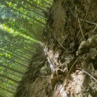 楸樹，梓樹，欒樹