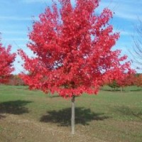 美國紅點(diǎn)紅楓