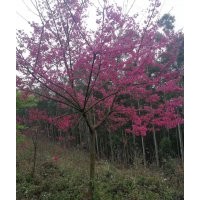 哪里有正宗中國(guó)紅櫻花 最新1-15公分中國(guó)紅櫻花價(jià)格