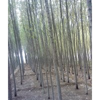 數(shù)萬棵速生楊低價銷售中