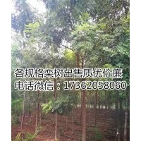 優(yōu)質(zhì)5公分欒樹出售 基地出售10公分欒樹 15公分欒樹供貨商