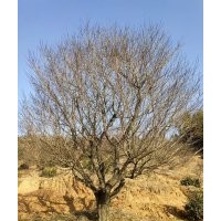 供應(yīng)叢生紫薇染井吉野櫻丹桂金桂八月桂羽毛楓紅梅紅楓雞爪槭櫸樹