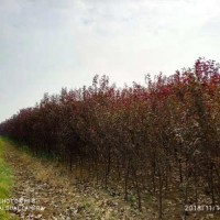 菏澤自家苗圃出售法桐紫葉李木槿花櫻花綠化樹苗
