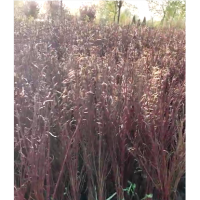 珍珠梅和紅瑞木等